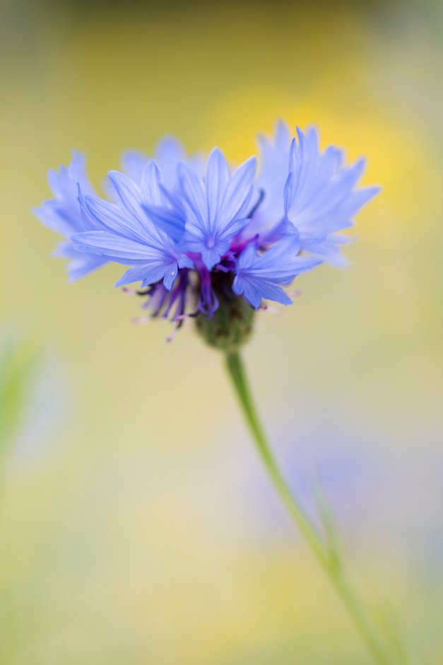 cornflower